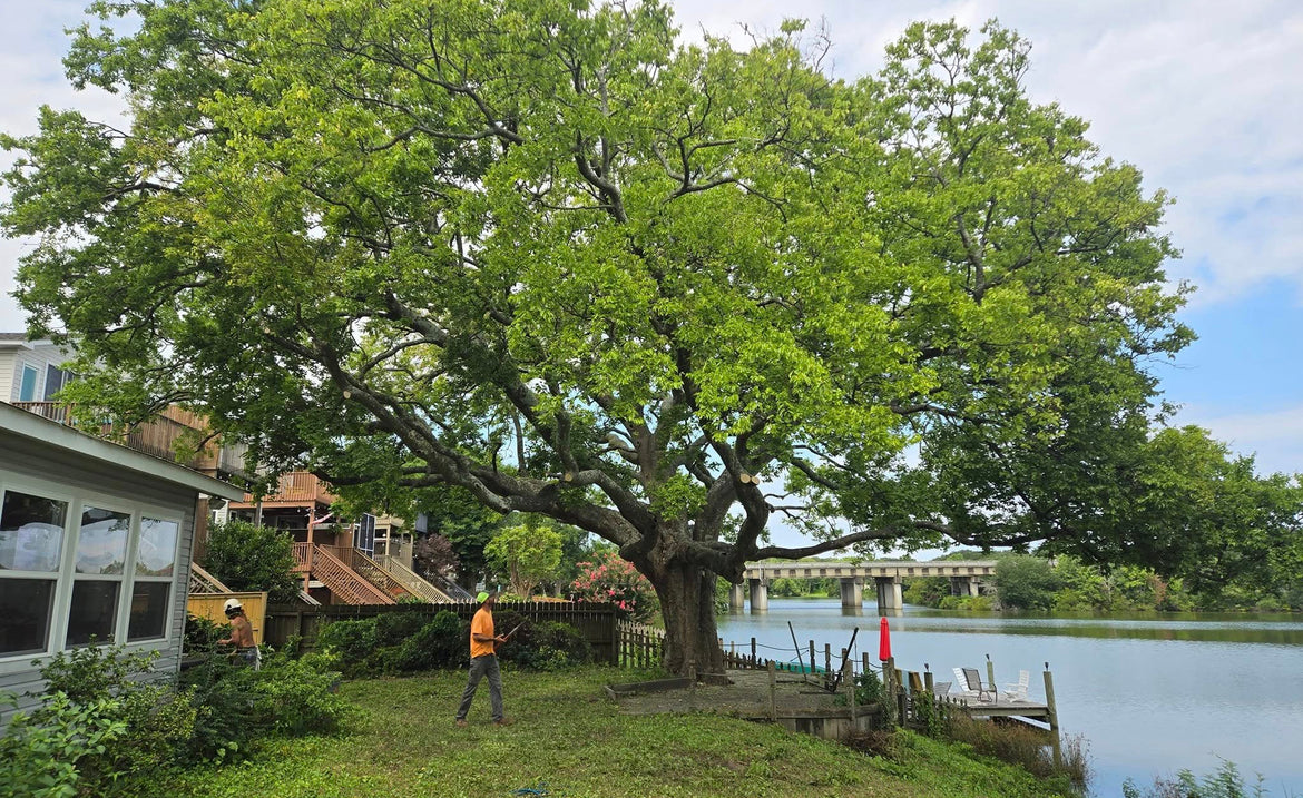The Benefits of Tree Removal - Why do it now?
