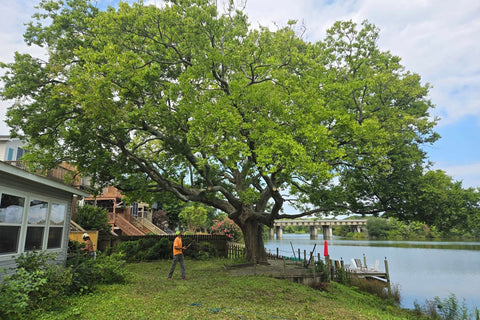 The Benefits of Tree Removal - Why do it now?