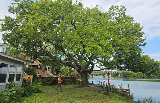 The Benefits of Tree Removal - Why do it now?